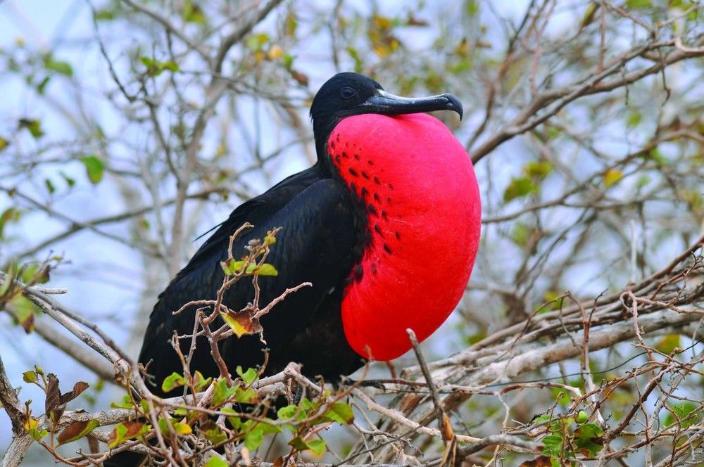 Frigate-bird-Galapagos.jpg