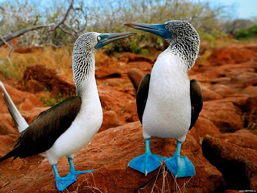 Galapagos Islands.150.jpg