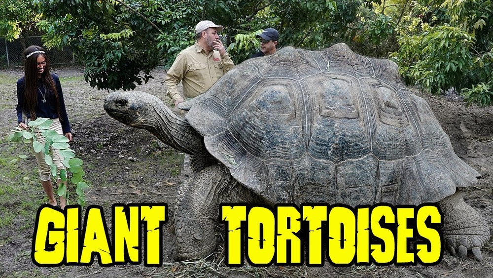 giant tortoises.jpg
